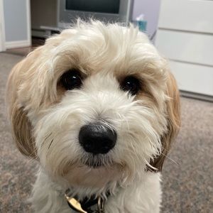 Meet your Posher, Tyler